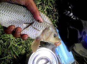 国产斗鱼最佳配鱼方法视频,打造完美鱼缸生态圈