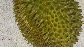 国产榴莲评测翻车视频,揭秘真实口感与期待差距