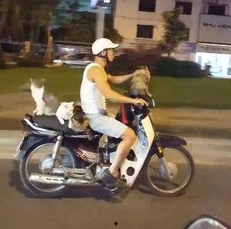 国产摩托车上路视频,街头疾驰，激情四溢