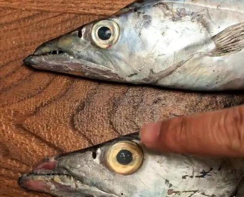 漂亮的国产鱼图片欣赏视频,高清视频中的水族魅力瞬间  第1张