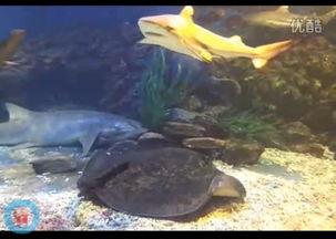 漂亮的国产鱼图片欣赏视频,高清视频中的水族魅力瞬间  第3张