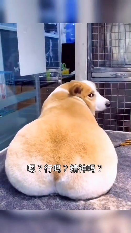 海狗国产搞笑视频大全  第3张
